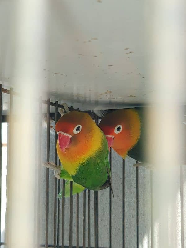 Love birds confirmed breeder pair 5