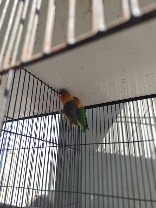 Love birds confirmed breeder pair 6