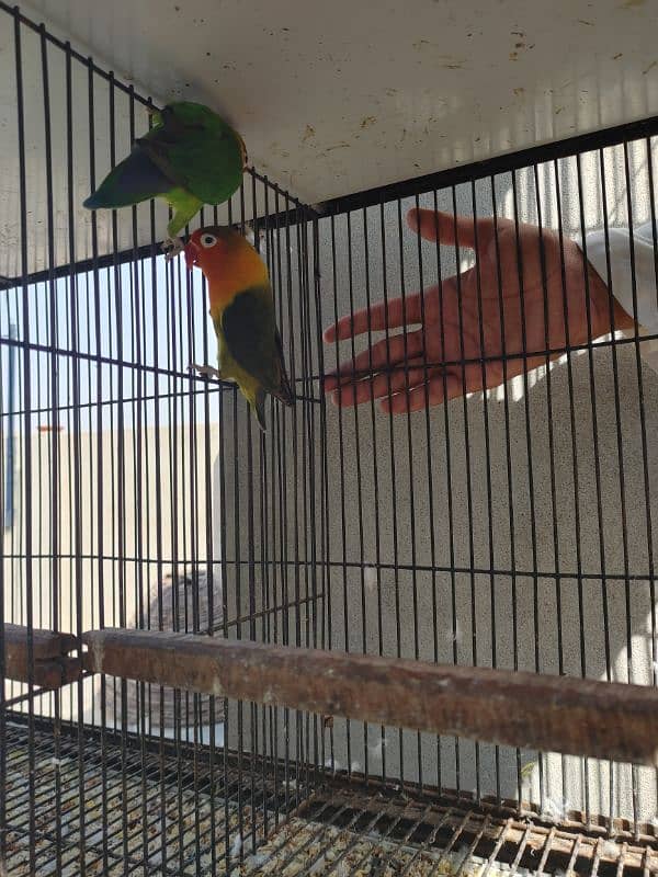 Love birds confirmed breeder pair 8