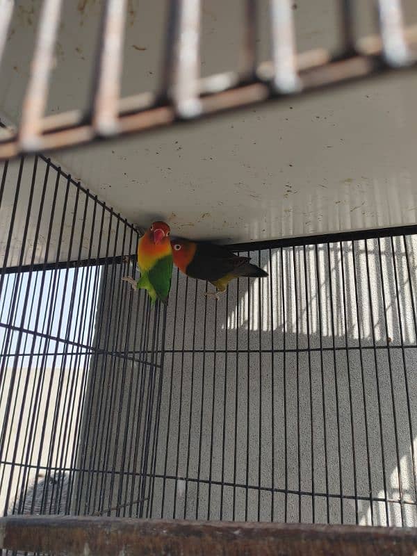 Love birds confirmed breeder pair 9