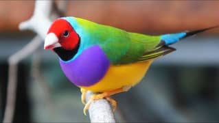 Silver Gouldian Finches Pathy