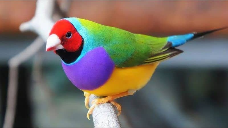 Gouldian Finches Pathy 0