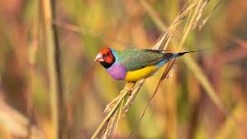 Gouldian Finches Pathy 2