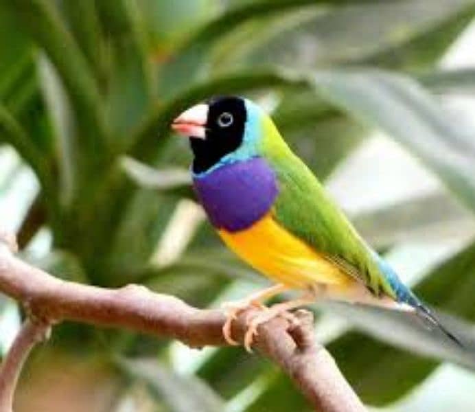 Gouldian Finches Pathy 4