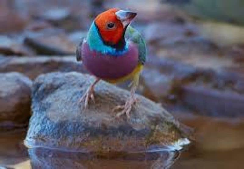 Gouldian Finches Pathy 5