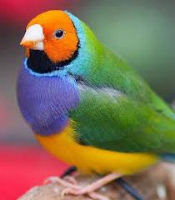 Gouldian Finches Pathy 6