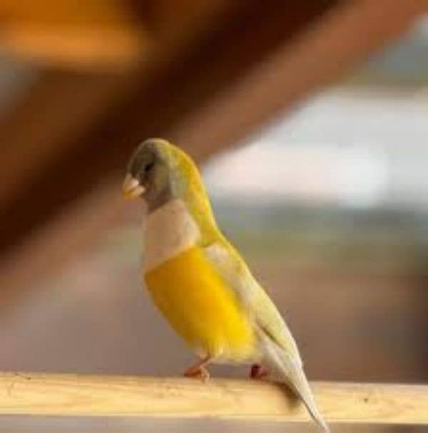 Gouldian Finches Pathy 7