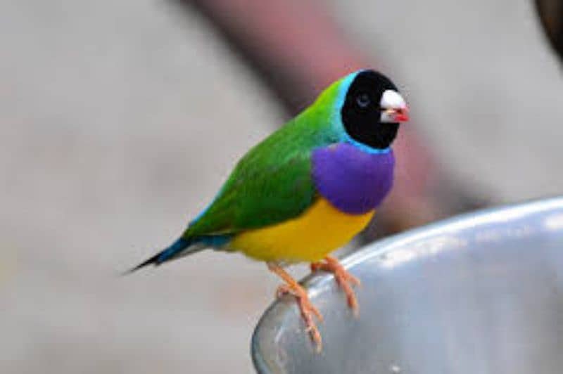 Gouldian Finches Pathy 9