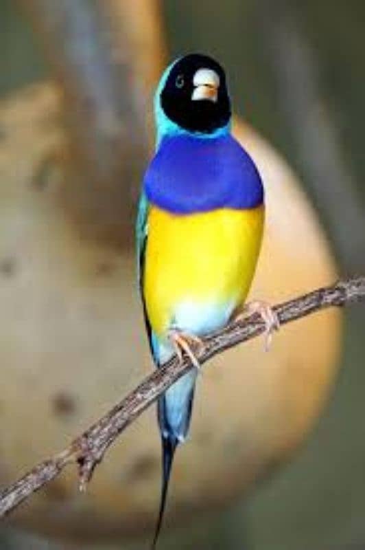 Gouldian Finches Pathy 10