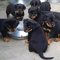 rottweiler puppies