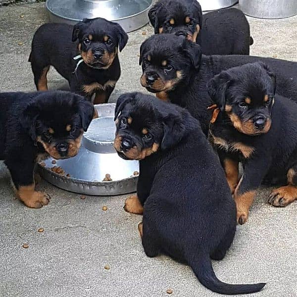 rottweiler puppies 0