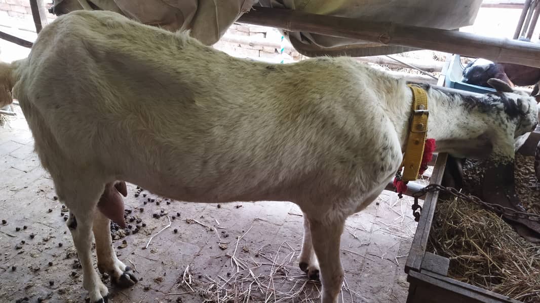 Doodh wali bakri 1