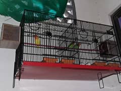 birds with cage 0