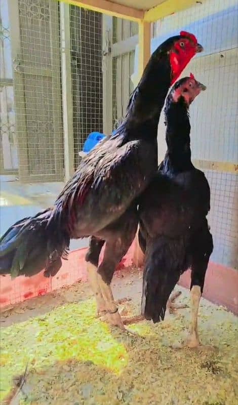 Indian Long Tail Pair Hen Fresh Fertile Eggs 1