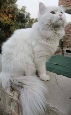 beautiful persian cat double coat pure white 0