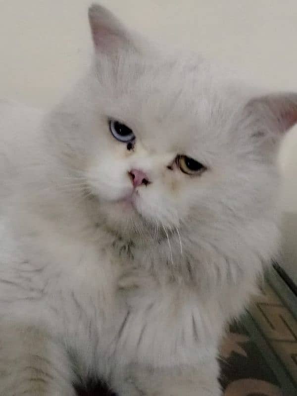 beautiful persian cat double coat pure white 1