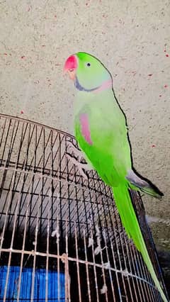 male female parrot full time