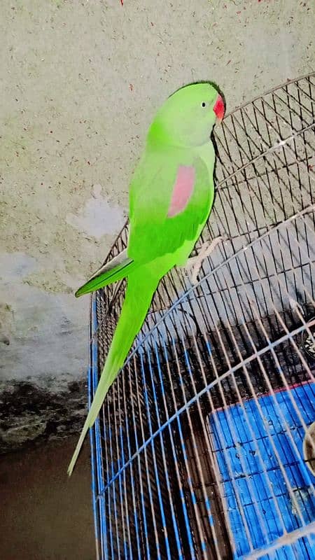 male female parrot full time 1