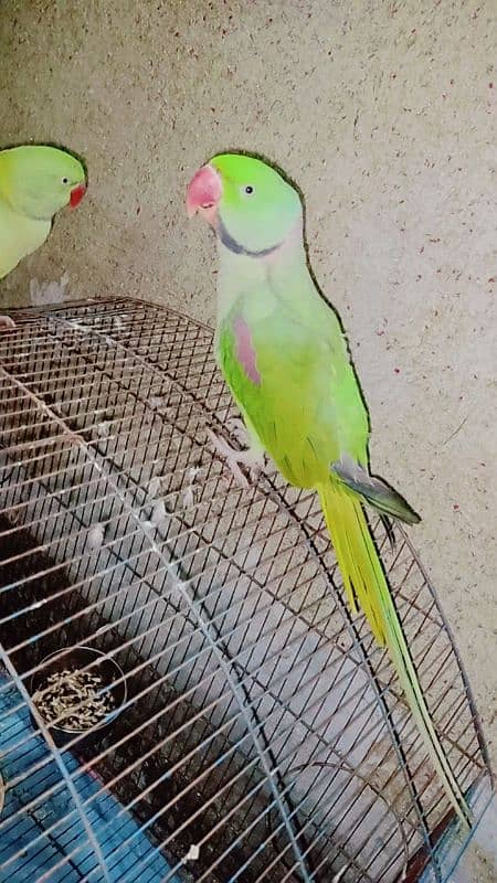 male female parrot full time 2