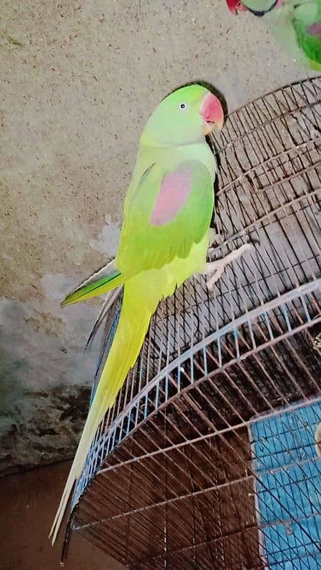 male female parrot full time 3