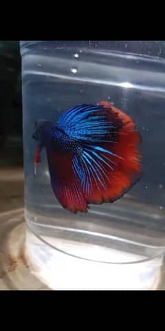 betta