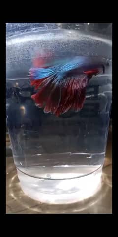 betta