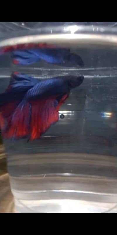 Betta fish 1