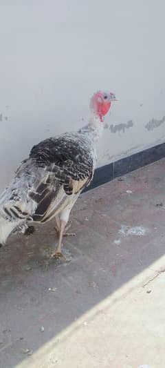 Turkey Female Pied