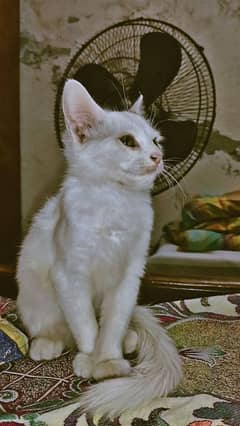 Persian Kitten | White Female | Full white Persian kitten