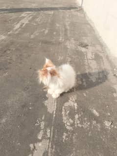 Persian kitten for sale