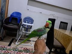 Raw parrot  hand tamed