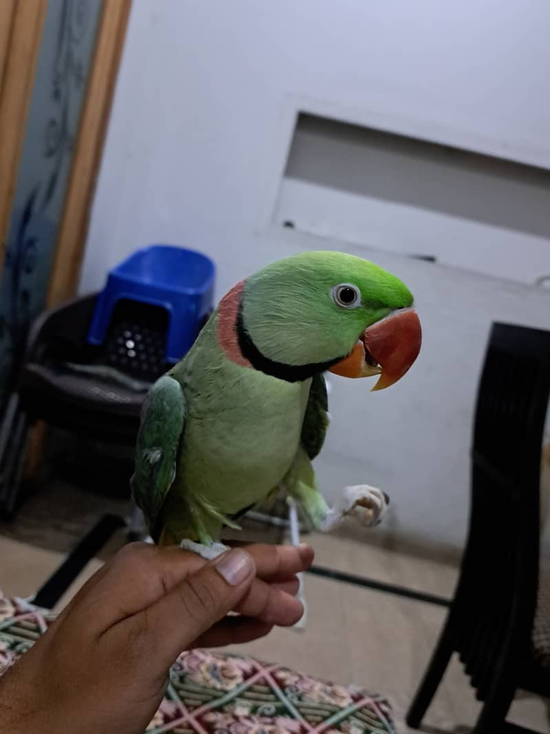 Raw parrot  hand tamed 1