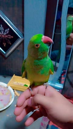 green parrot fully friendly handtame and taking