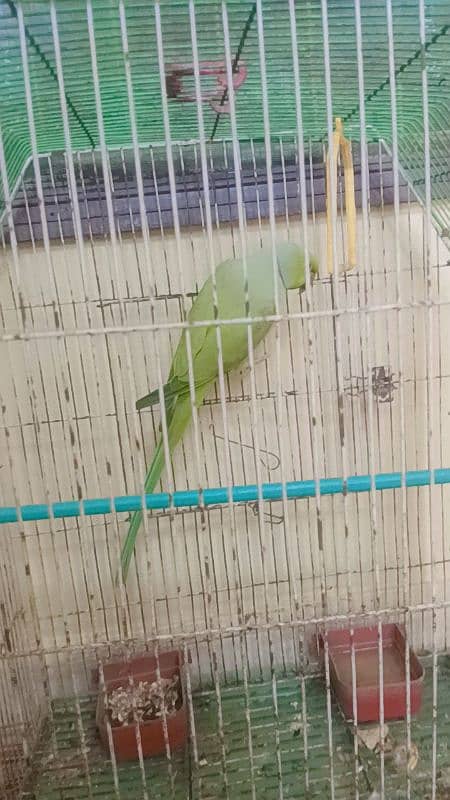 green parrot fully friendly handtame and taking 4