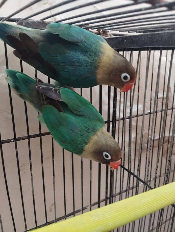 lovebirds parblue pasnata head breeder nd bounded pair price 2700 0