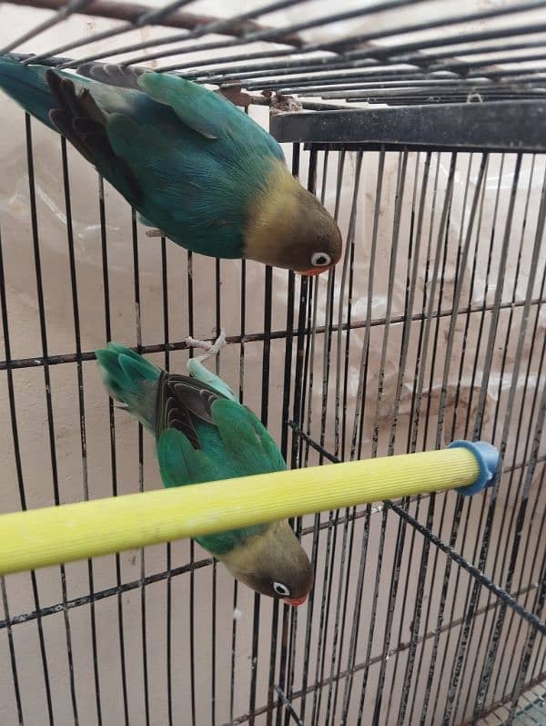 lovebirds parblue pasnata head breeder nd bounded pair price 2700 1