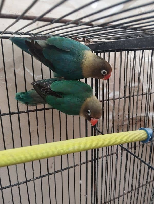 lovebirds parblue pasnata head breeder nd bounded pair price 2700 2