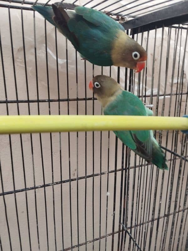 lovebirds parblue pasnata head breeder nd bounded pair price 2700 3