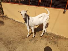 Gulabi Bakray 2 Male Full active (Jodi) Urgent Sell