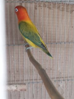 love birds and Ringneck female2 piece looking shelter 0