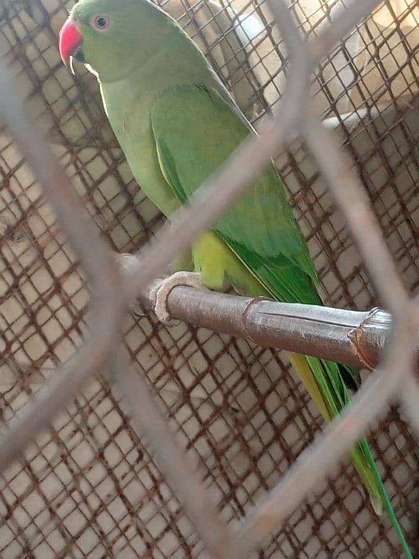 love birds and Ringneck female2 piece looking shelter 1