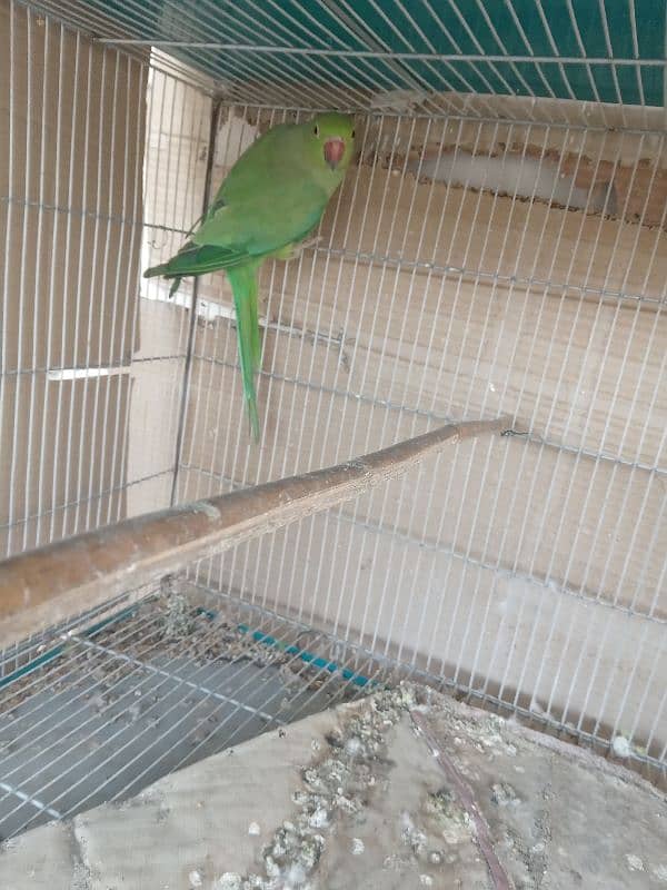 love birds and Ringneck female2 piece looking shelter 2