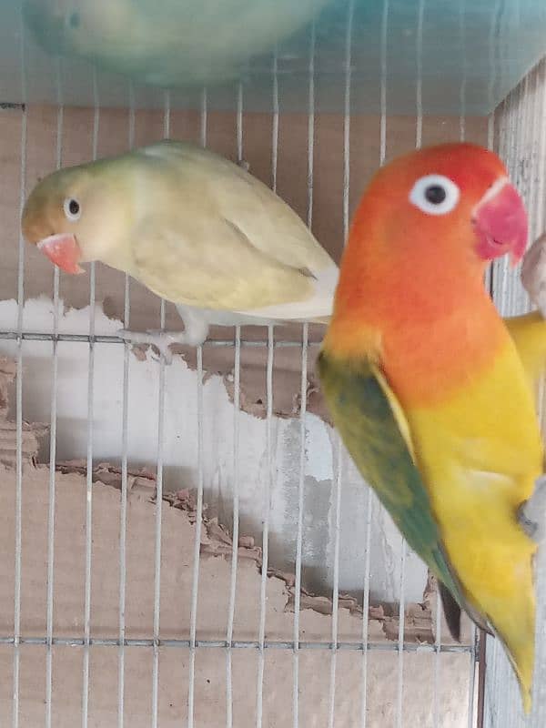 love birds and Ringneck female2 piece looking shelter 3