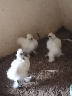 white silki for sale 0