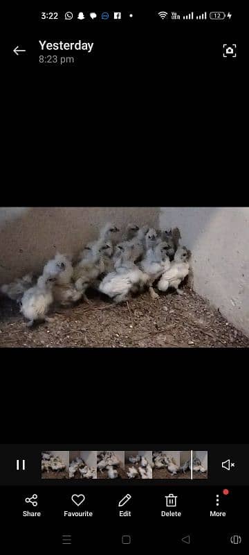 white silki for sale 3