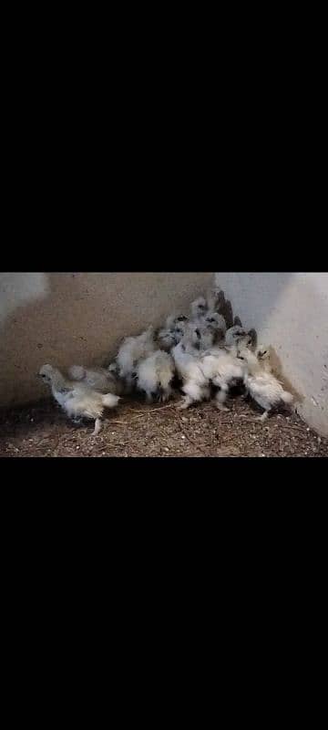 white silki for sale 4