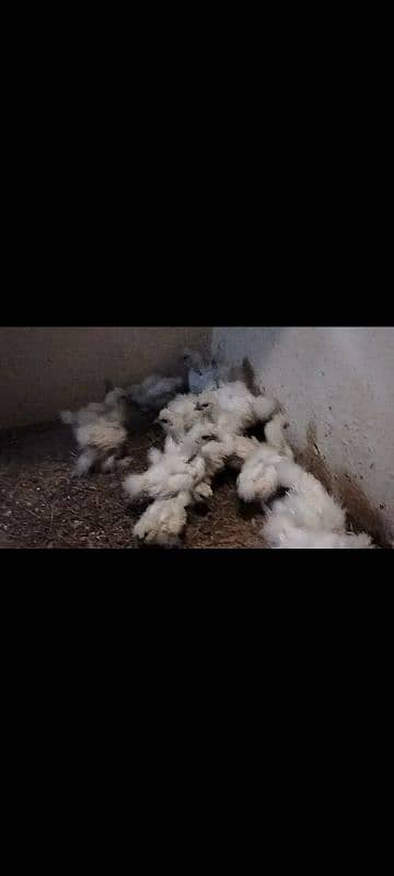 white silki for sale 5