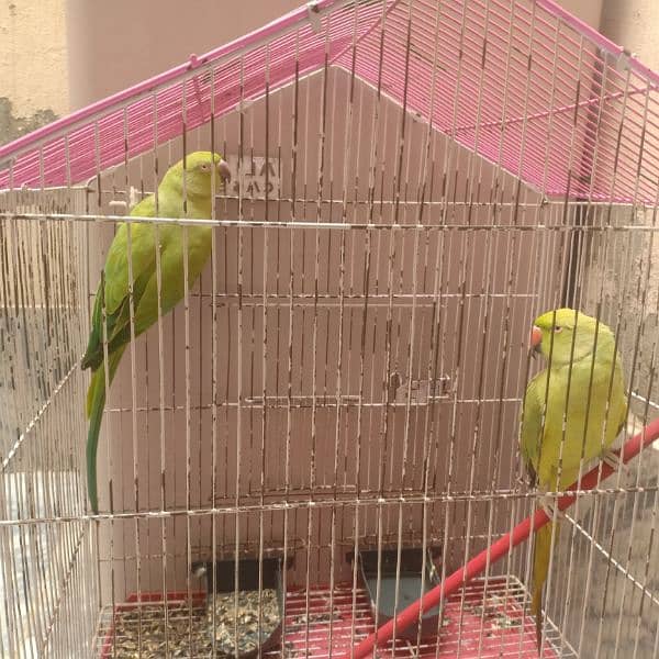 Green parrot beautiful pair with cage urgent for sale 3