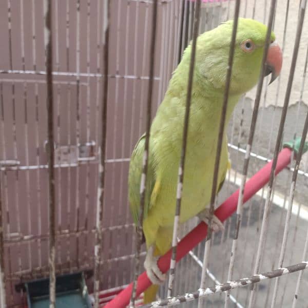 Green parrot beautiful pair with cage urgent for sale 1