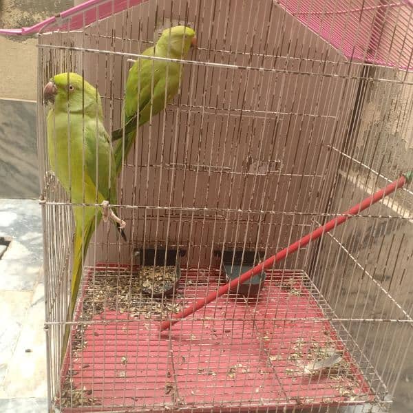 Green parrot beautiful pair with cage urgent for sale 4